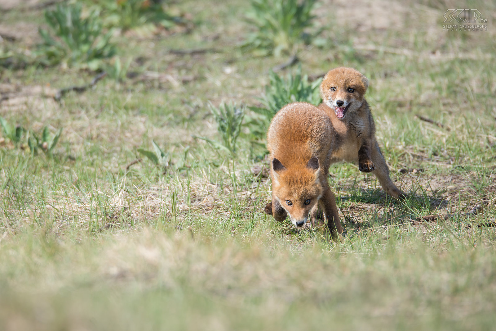 Playing foxes Fox kits are always very playful when they are around their brothers and sisters. Red foxes reproduce once a year in spring. The average litter size consists of four to six kits, though litters of up to 13 kits have occurred.<br />
 Stefan Cruysberghs